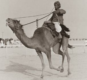 camel1.jpeg